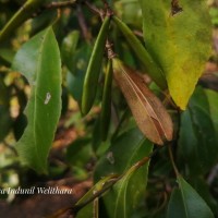 Reissantia indica (Willd.) N.Hallé